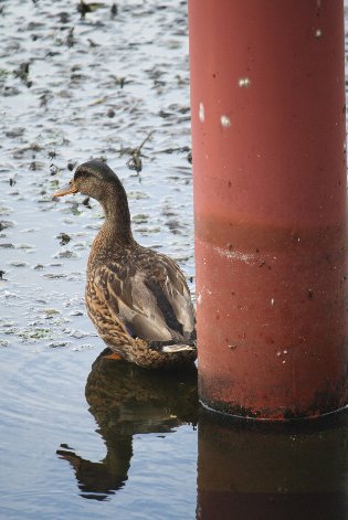 �����Ɗ�