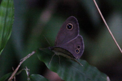 �q���E���i���W���m��