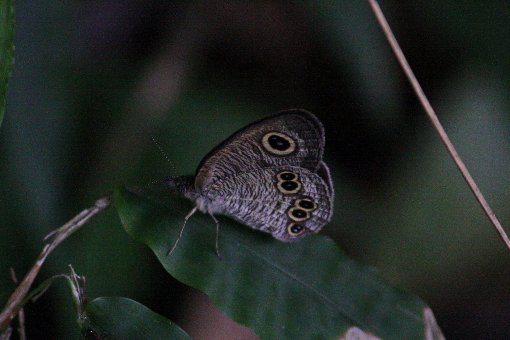 �q���E���i���W���m��