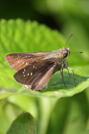 �`���o�l�Z�Z��