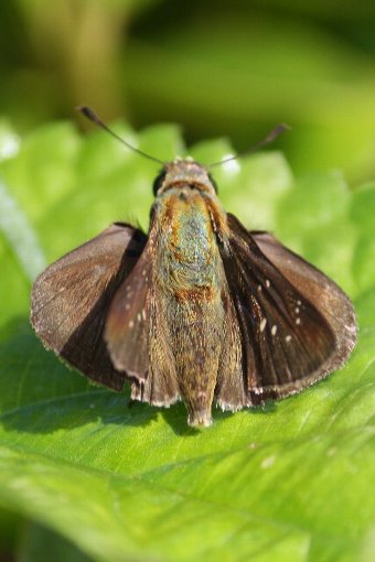 �`���o�l�Z�Z��