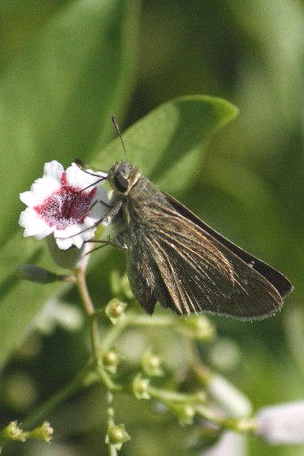 �`���o�l�Z�Z��