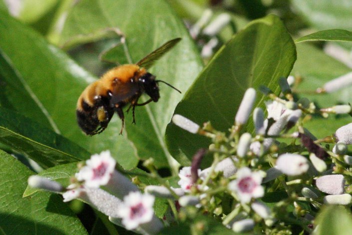 �g���}���n�i�o�`