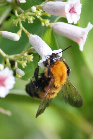 �g���}���n�i�o�`