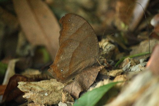 �N���R�m�}�`���E