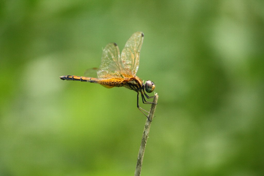 �x�j�g���{