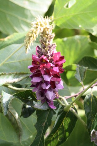 �J���l�J�Y���̉�