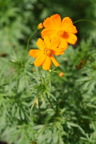 ���ԃR�X���X