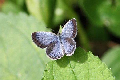 �q���V���r�A�V�W�~