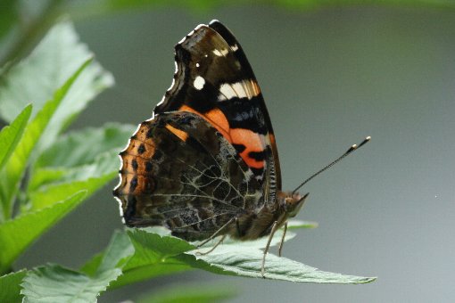 �A�J�^�e�n