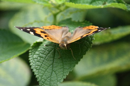 �A�J�^�e�n