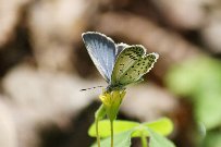 �q���V���r�A�V�W�~