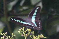 �A�I�X�W�A�Q�n