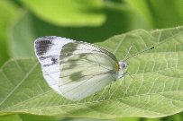 �X�W�N���`���E