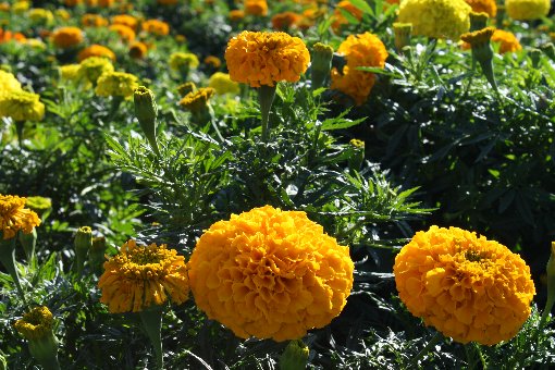 �ł����}���[�S�[���h