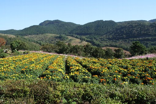 �}���[�S�[���h��