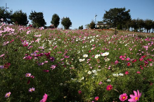 �R�X���X���i