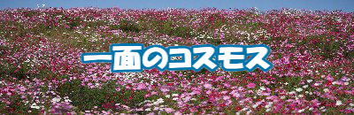 ��ʂ̃R�X���X 