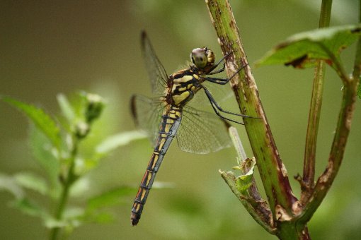 コノシメトンボ