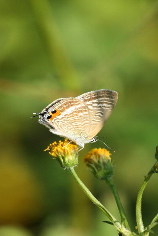 �E���i�~�V�W�~