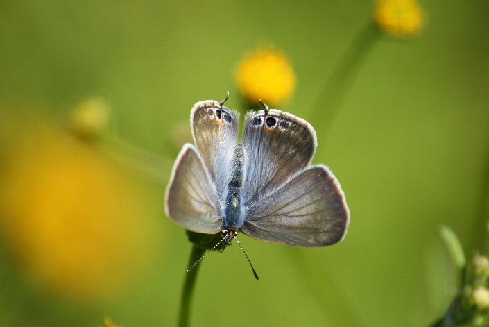 �E���i�~�V�W�~