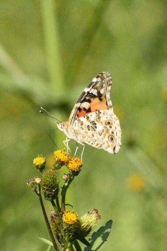 �q���A�J�^�e�n