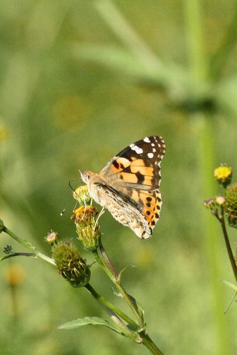 �q���A�J�^�e�n