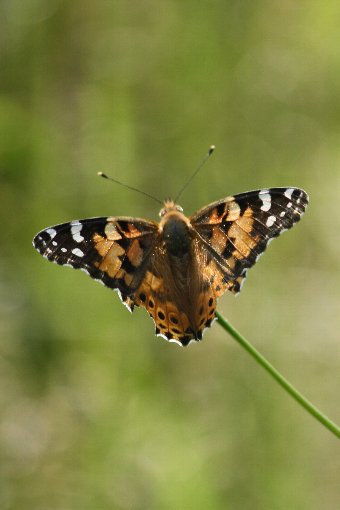 �q���A�J�^�e�n