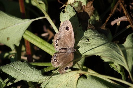 �W���m�`���E��