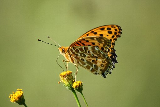 �E���M���q���E����