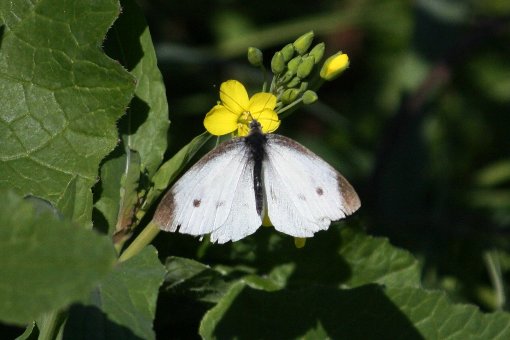 �����V���`���E