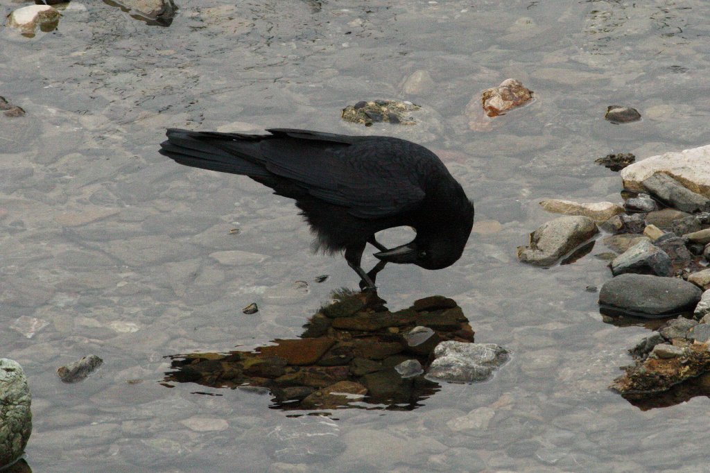 �J���X�̍s��