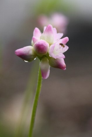 �p�q�̐K�@��