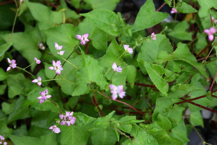 �p�q�̐K�@��