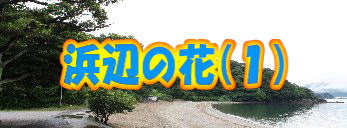 �l�ӂ̉ԁi�P�j 