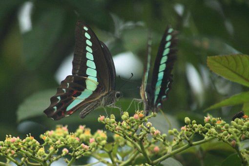 ���u�J���V�ƃA�I�X�W�A�Q�n