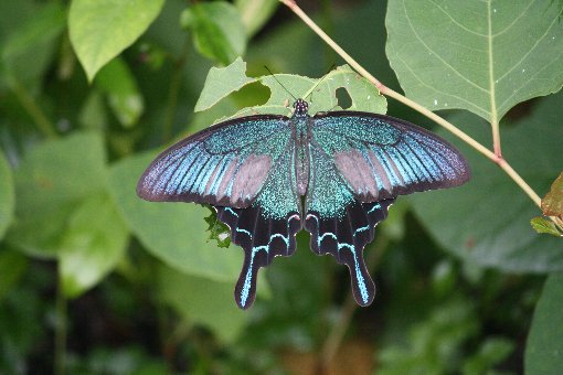 ���}�J���X�A�Q�n