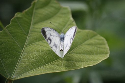 �X�W�N���`���E