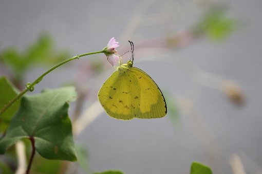 �}�}�R�m�V���k�O�C�ƃL�`���E