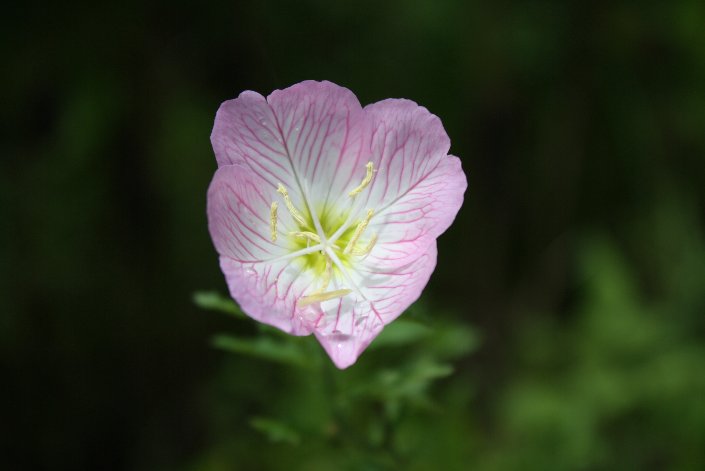 �A�J�o�i���E�Q�V���E