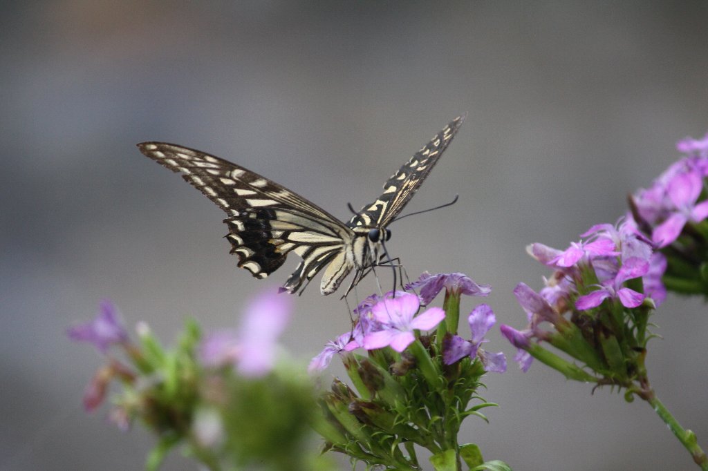 �n�}�i�f�V�R�ƃL�A�Q�n