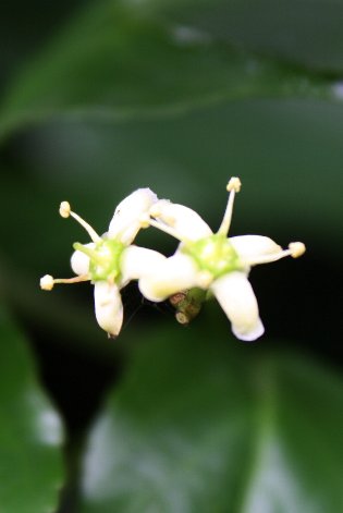 �}�T�L�̉�