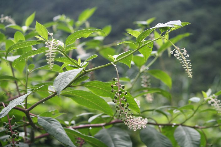 ���E�V�����}�S�{�E