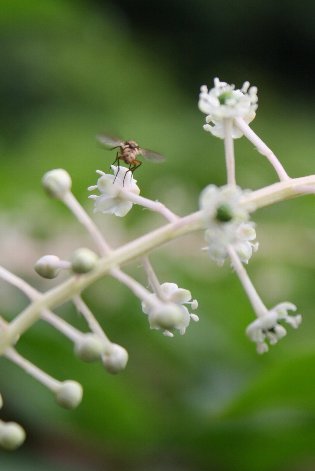 ���E�V�����}�S�{�E�̉Ԃƃn�i�A�u