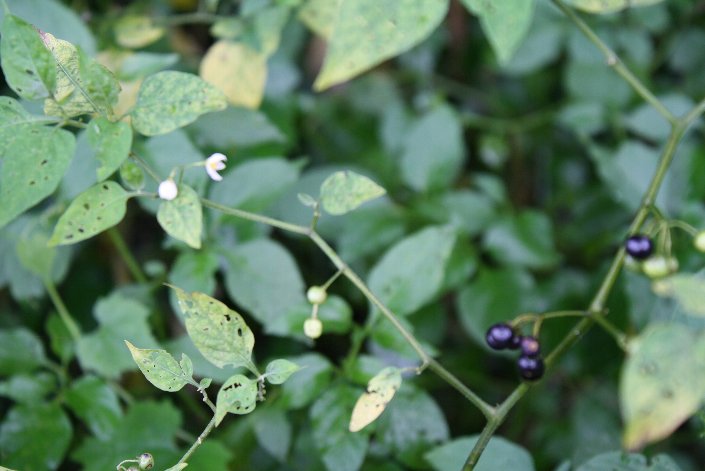 �C�k�z�I�Y�L