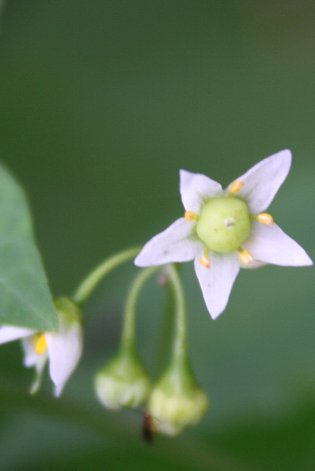 �C�k�z�I�Y�L�̉�