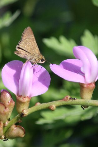 �n�}�i�^�}���ƃ����T�L�V�W�~�H