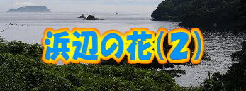 �l�ӂ̉ԁi�Q�j 