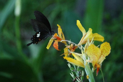 �J���i�ƃN���A�Q�n