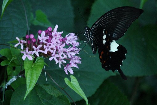 ���O�L�؂ƃN���A�Q�n